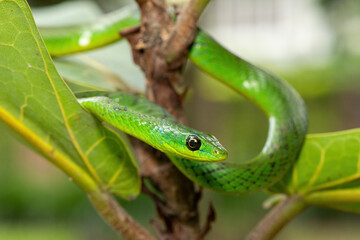 Close-up of a cute eastern Natal green snake (Philothamnus natalensis) in a small tree. A non-venomous southern African endemic snake