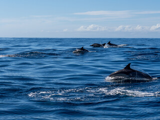 Fototapeta premium Delfin