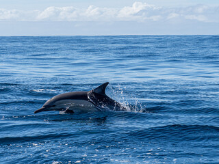 Fototapeta premium Delfin