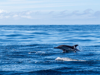 Obraz premium Delfin