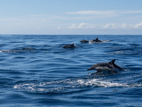 Delfin