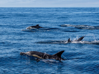 Naklejka premium Delfin