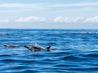 Obraz premium Delfin