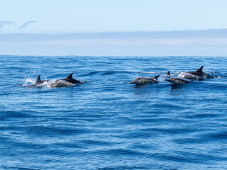 Obraz premium Delfin