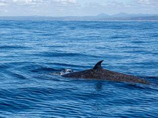 Fototapeta premium Delfin