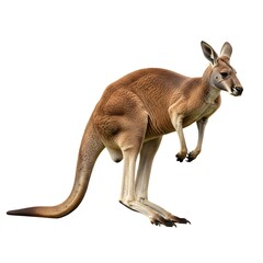 Adult red kangaroo, an iconic marsupial of australia, standing alertly on its powerful hind legs against a white background