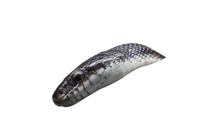 black rat snake head png 
