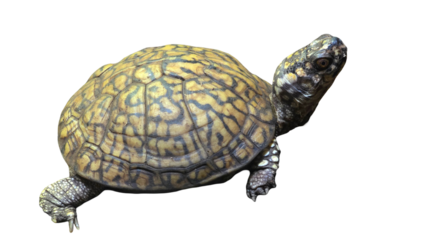 Russian Tortoise (Testudo horsfieldii) Isolated on a White Background with Copy Text Space. Desert Tortoise Element for Wildlife Posters, Educational Illustrations, and Nature-Themed Designs. PNG File
