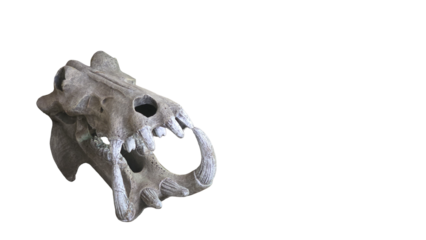 skeleton skull isolated on white background