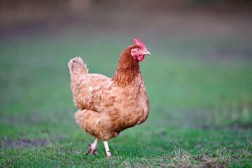A healthy brown hen with a red comb walks across a vibrant green pasture. Blurry background emphasizes the free-range bird, showcasing its natural habitat and farm animal beauty.
