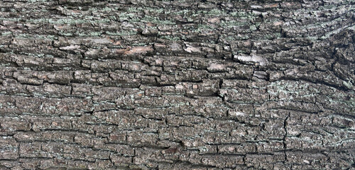 Old bark tree texture. Natural wood surface pattern, old tree skin