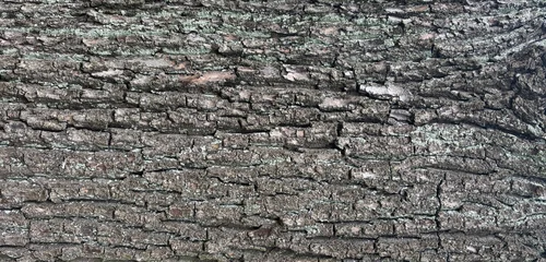 Fotobehang Brandhout Old bark tree texture. Natural wood surface pattern, old tree skin  © ange1011
