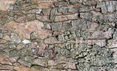 Old bark tree texture. Natural wood surface pattern, old tree skin