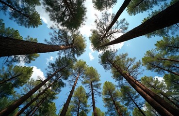 Worms eye view of tall pine trees reaching towards blue sky. Looking up at forest canopy with green treetops, white clouds. Peaceful wood scene shows high trunks on sunny day, natural background for