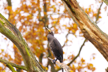 Cormorant from the side against a brown background, beautiful cormorant on a branch looking up at the sky, brown leaves in the background, Phalacrocoracidae