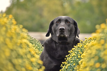 Black Labrador Retriever Sitting Behind Yellow Mums. posed black lab in a mum field behind some blurred yellow chrysanthemums