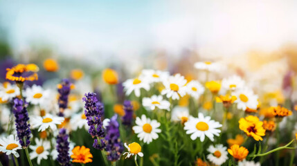 Obraz premium Diverse wildflowers, including lavender and daisies, blooming in a field under soft summer light, expressing natural beauty and tranquility