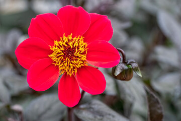 Bishop of Llandaff Dahlia Bloom Closeup