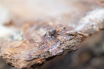 Black and Red Carpenter Ant Closeup