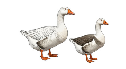 Obraz premium Illustrated pair of domestic geese with distinctive orange beaks and webbed feet standing