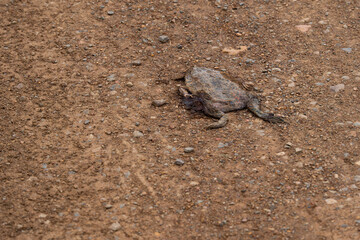 A dead, dried out frog flattened by cars on a gravel road