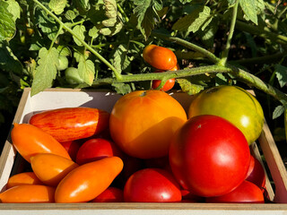 Tomatoes fresh ripe vegetables