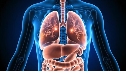 Advanced digital xray illustration of female human anatomy, highlighting respiratory system and crucial internal organs for medical visualization and health concepts - Powered by Adobe