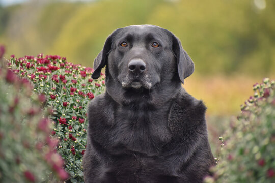 Black Labrador Retriever Sitting Behind red Mums. posed black lab in a mum field behind some blurred red chrysanthemums - Powered by Adobe
