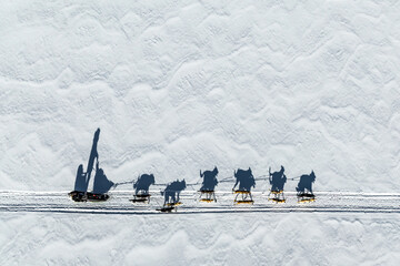 For the love of the dogs - Michelle Phillips from above