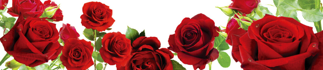 Close-up red roses with lush green leaves arranged in a soft bright floral panorama
