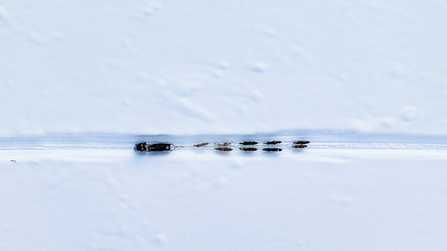 Musher on the Pelly River, Yukon