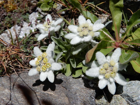 Alpen-Edelweiss (Leontopodium nivale)