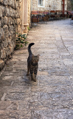  narrow streets of the old town of Budva
