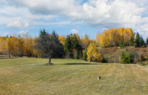 autumn landscape, field and birch trees with yellow leaves - Powered by Adobe