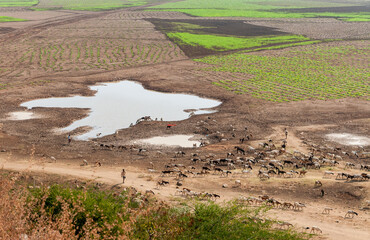 Nomadic herd of sheep grazing in the dry, arid fields of Andhra Pradesh, India.