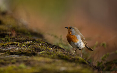 Closeup of european robin standing on the mossy ground with blur background