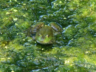 bullfrog in the algae water