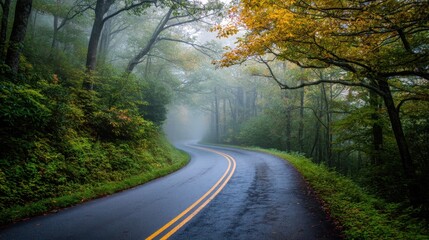 A winding road disappears into the fog amidst tall trees. The ground is wet and leaves show autumn colors. The light is soft hinting at morning.