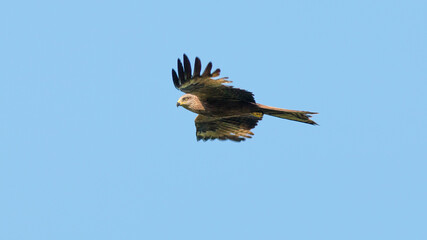 red tailed hawk