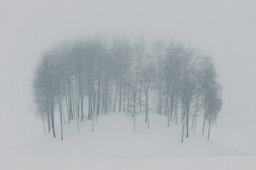 Viking age burial mound of Toten, Norway, covered with birch trees and snow, in the fog.