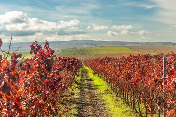 An autumn landscape of a vineyard with burgundy-red leaves on the Taman Peninsula in southern Russia on a sunny day in early November.