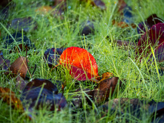autumn leaves in the grass