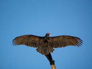 Turkey vulture warming its wings on the sunlight