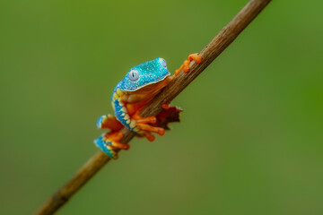 Fototapeta premium Cruziohyla craspedopus, the fringed leaf frog or fringed tree frog. It is found in the Amazonian lowlands in Brazil, Colombia, Ecuador, and Peru, and possibly in Bolivia