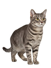 Obraz premium british shorthair cat isolated on transparent background