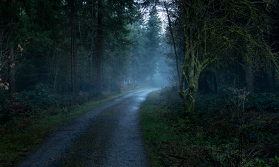 Fototapeta premium Der nebelige Wald