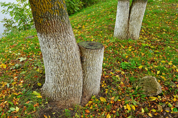 Fragments of several tree trunks