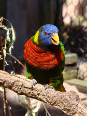 yellow and green parrot rainbow lorikeet bird
