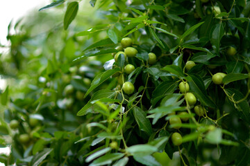 Lush Green Plant with Small Fruits
