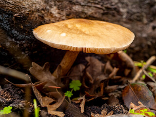 Mushrooms in the grass